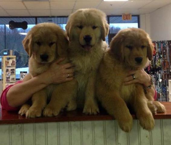 GOLDEN-B-BEAR Kennels, Golden Retrievers - Plymouth, New Hampshire